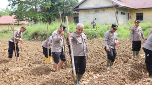 Lahan Belakang Mapolres Melawi Kembali Ditanami Jagung