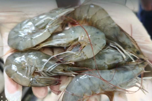 Gerbang Ekspor Entikong Menggeliat, 1,3 Ton Udang Vaname Resmi Meluncur ke Luar Negeri