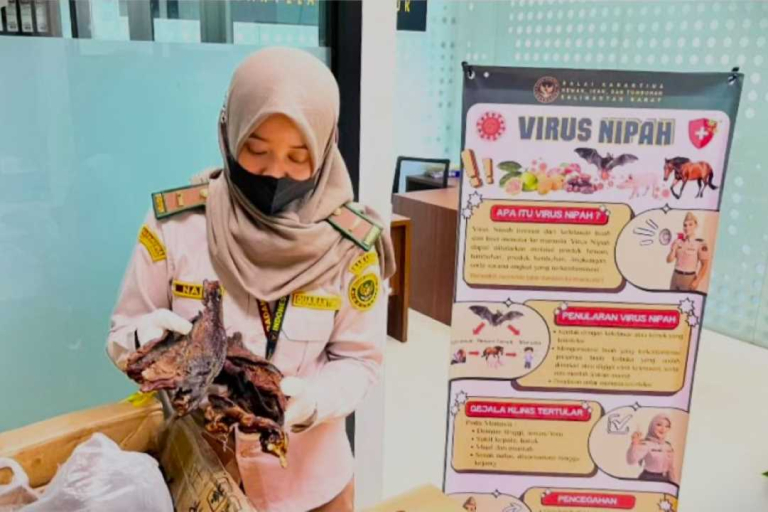 Sembunyi di Bawah Ikan Asin, Daging Kelelawar Asal Malaysia Disita Petugas Karantina Sambas